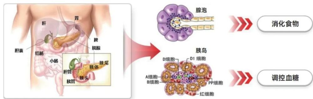 "隔山打牛：挑战消化道的全球难题，揭开科学之谜——走近《走读科学》"