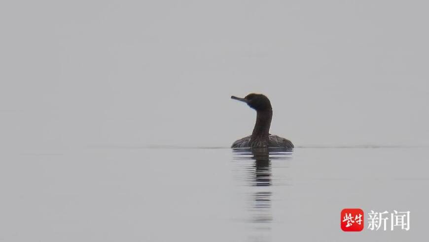 海洋生物新纪录：确认江苏海鸬鹚为长江口最新型别