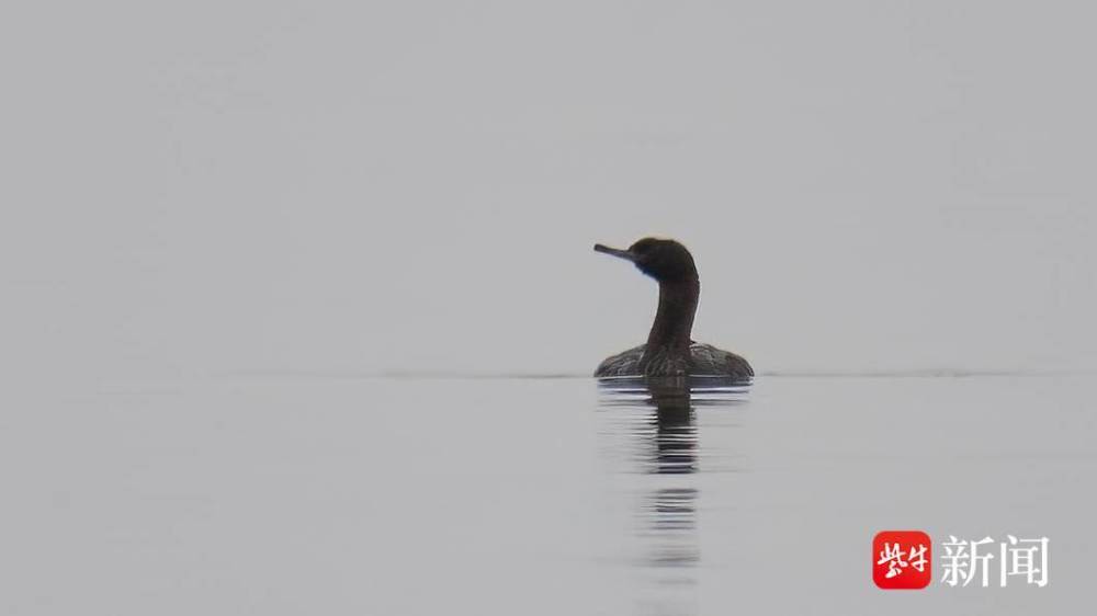 "海洋生物新纪录：确认江苏海鸬鹚为长江口最新型别"