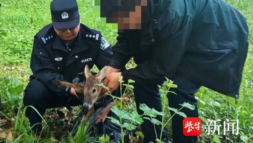 警民联手成功救助受伤的海豚及海豹：獐子两条腿伤在动物园接受治疗