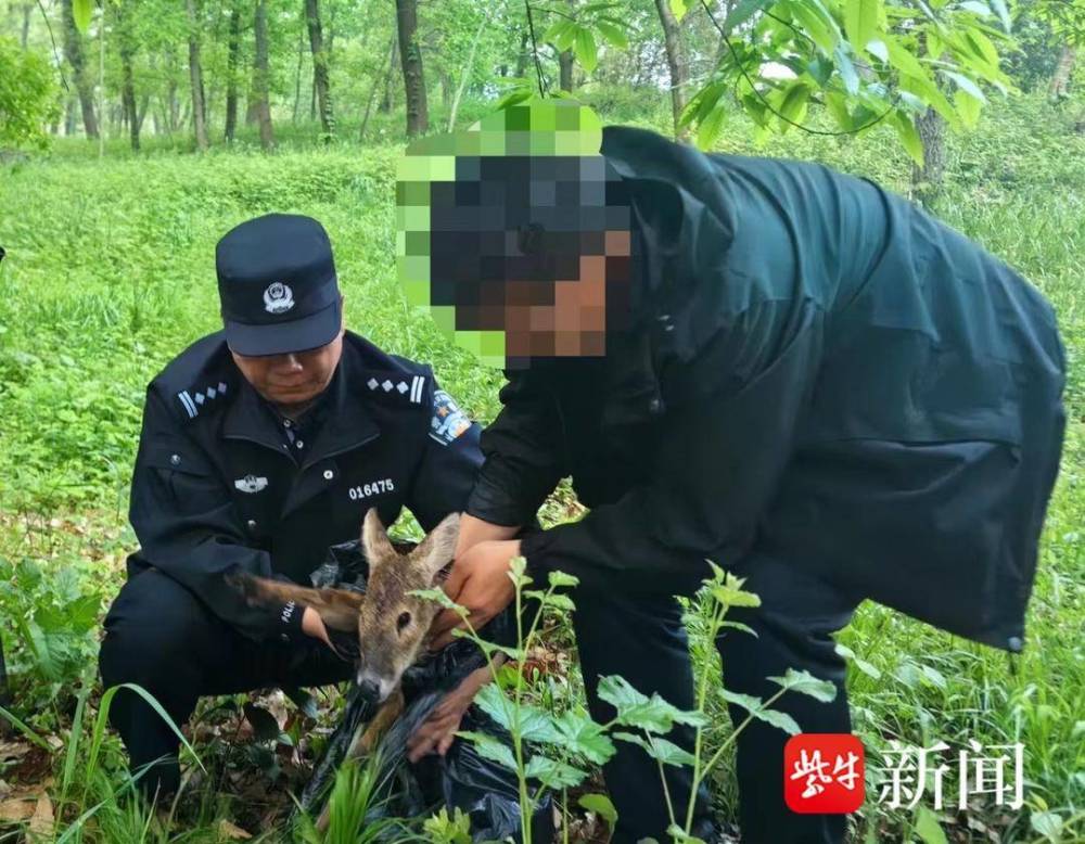 "警民联手成功救助受伤的海豚及海豹：獐子两条腿伤在动物园接受治疗"