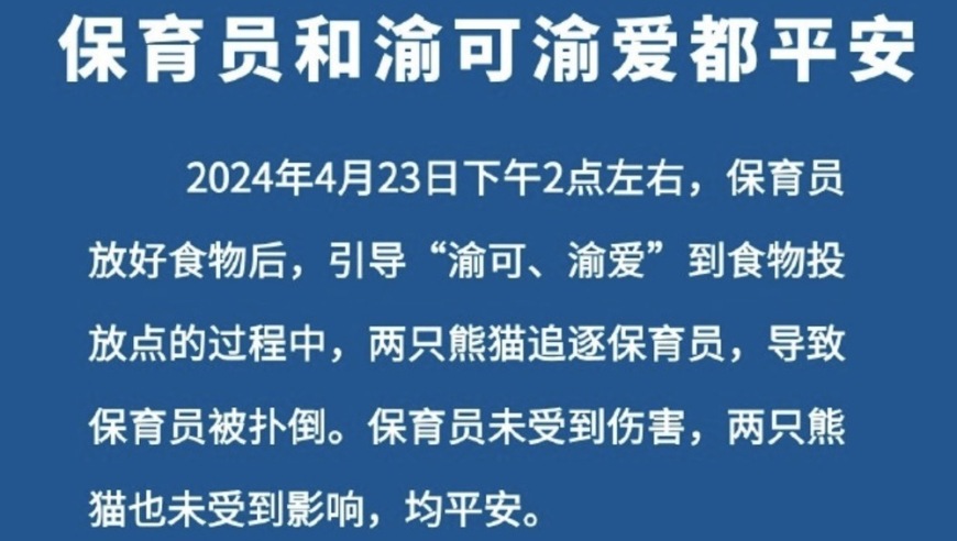 重庆动物园：大熊猫扑倒保育员后平安，双囧熊并未受惊