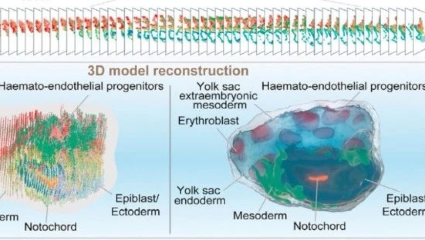 中国科学家刷新世界纪录，构建人体原肠期胚胎，实现三维重构