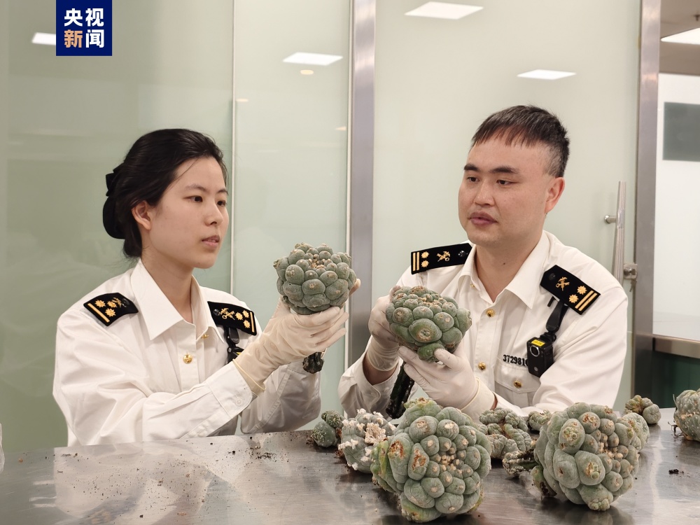 "海关拦截，大量多肉植物进京，引人惊叹的神奇植物效应值得我们关注"