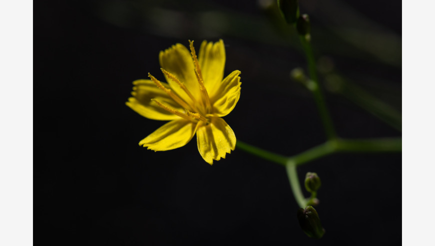 科研团队在马岭河地区首次发现菊科植物新物种 马岭河小苦荬