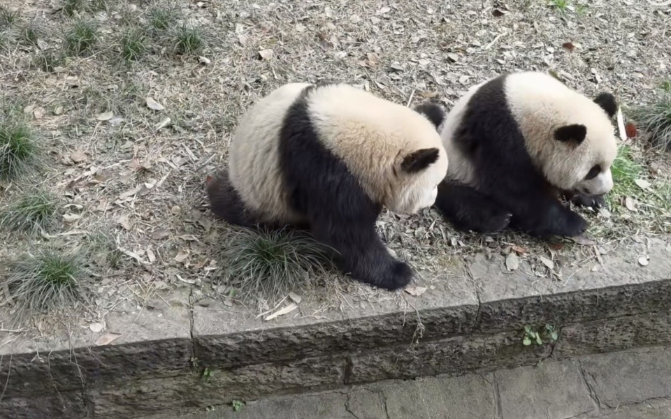 "保育员被熊猫扑倒事件，反思我国教育体系中的问题和改进方向"