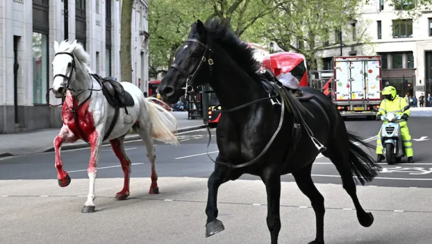 英国皇家骑兵队失控，街头狂奔！巴士玻璃被撞碎