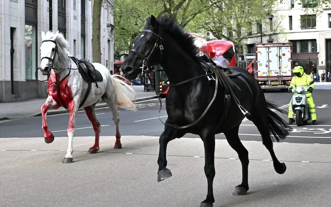 "英国皇家骑兵队失控，街头狂奔！巴士玻璃被撞碎"