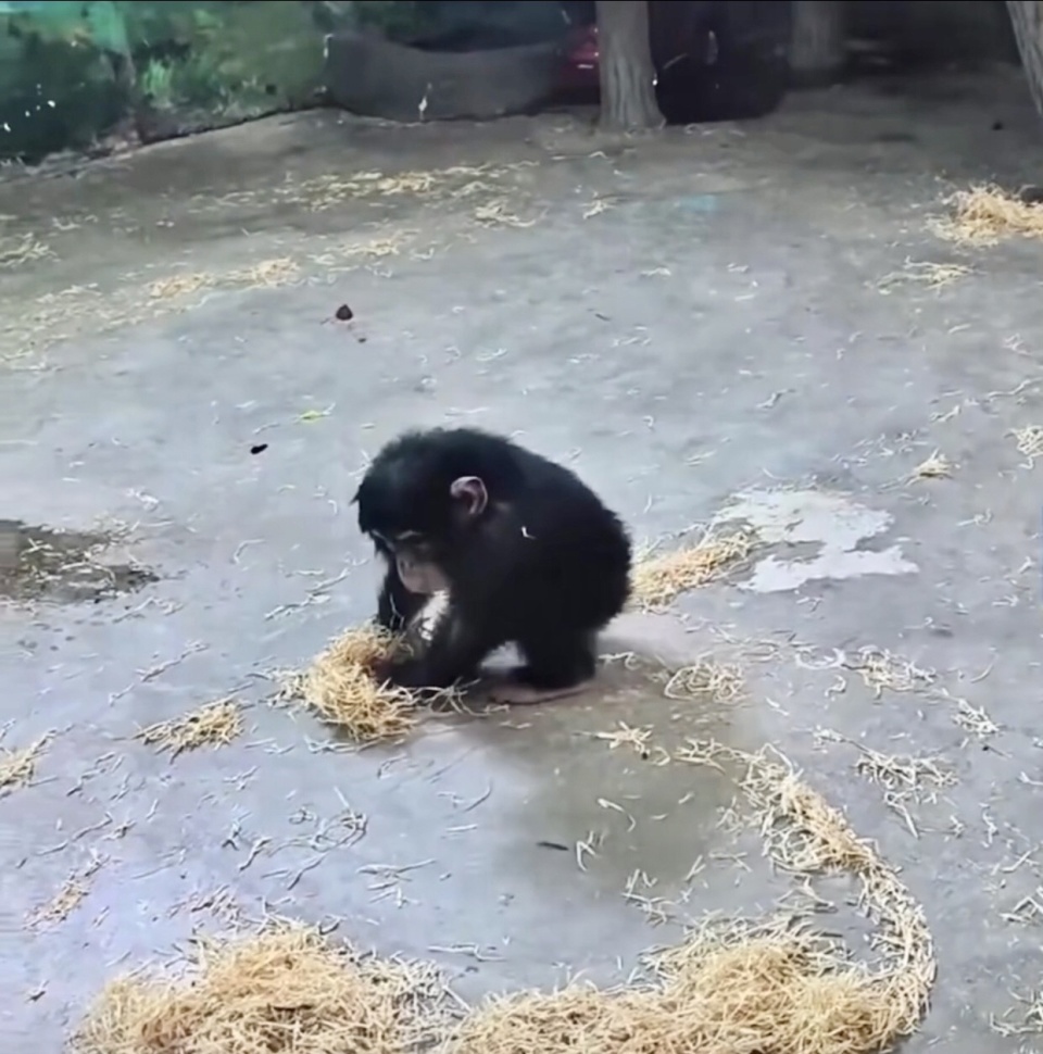 "红山动物园推出草地小猩猩：背后的奥秘及其行为解析"

"揭秘红山动物园草地小猩猩的行为：我们为何对它的稻草“妈妈”行为感到担忧?"