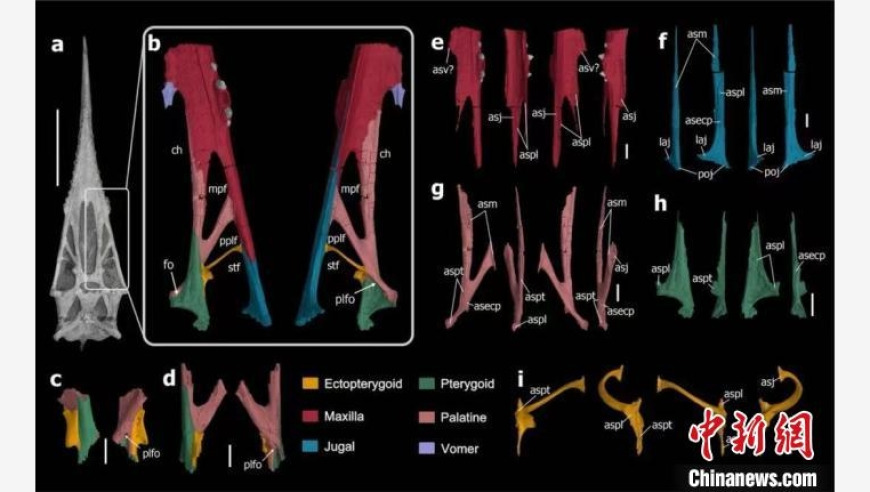翼龙头骨的进化之路：一项基于三维重建的最新科学发现揭示