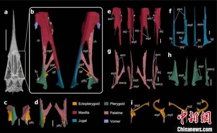 "翼龙头骨的进化之路：一项基于三维重建的最新科学发现揭示"