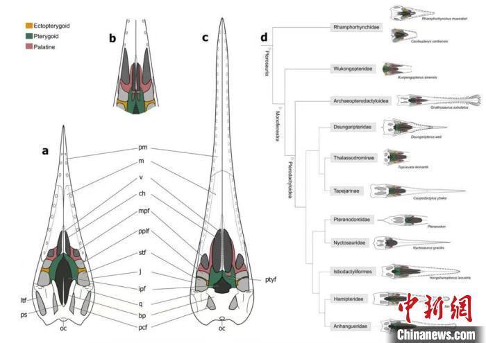 "翼龙头骨的进化之路：一项基于三维重建的最新科学发现揭示"