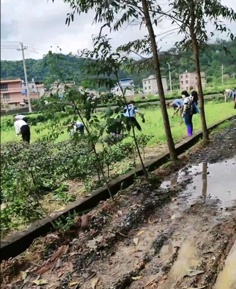 网传广西一村农户种植茶叶遭阻拦，官方回应：已进行调查并将采取措施解决

希望这个建议对你有所帮助！