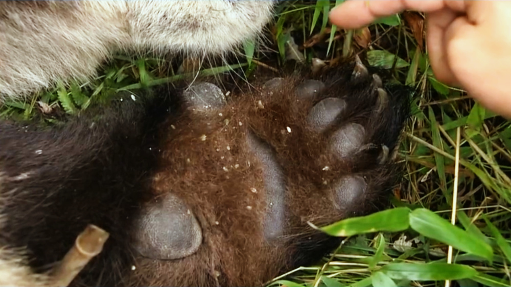 "呆萌熊猫重庆渝可渝爱扑倒在母乳中，震惊全场游客争相尖叫"