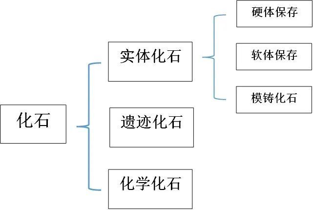 "如何判断是否找到了化石？" ""