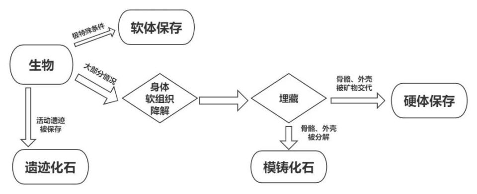 "如何判断是否找到了化石？" ""