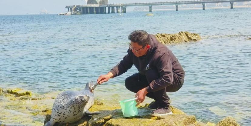 "烟台海边惊现神秘海豹：好奇游客近距离接触并被可爱程度爆表！"