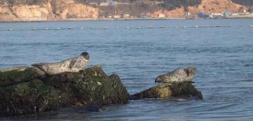 "烟台海边惊现神秘海豹：好奇游客近距离接触并被可爱程度爆表！"