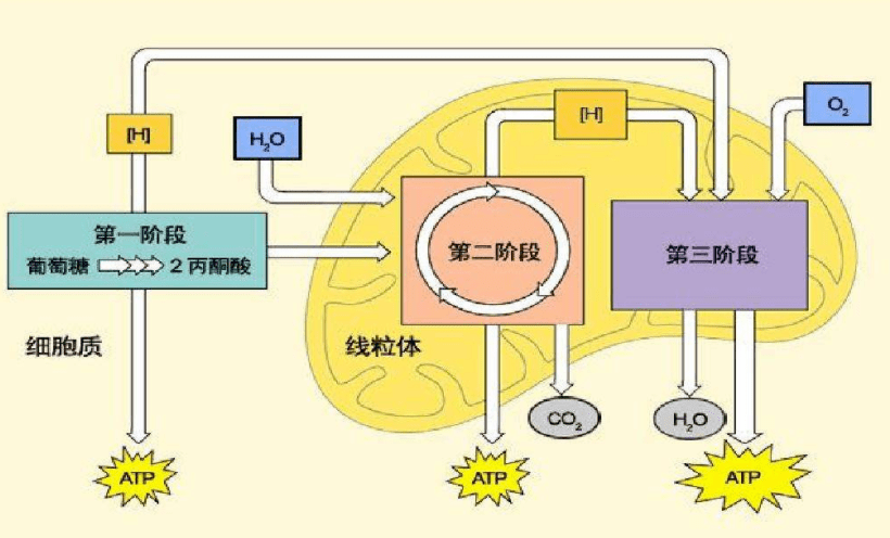 "警惕厨房里的致命杀手：只需一克，你就可能丧命！"