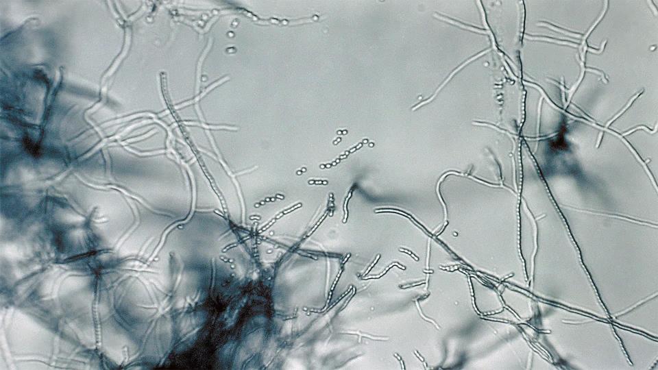 "发掘19000年前神秘火星生物圈：古老地球生命的延续迹象揭示"