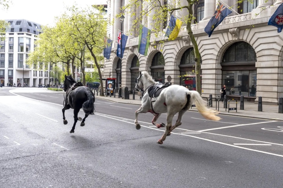 "英国皇家骑兵马匹脱缰引发多起人员伤亡：是什么因素导致了马儿的失控呢?"