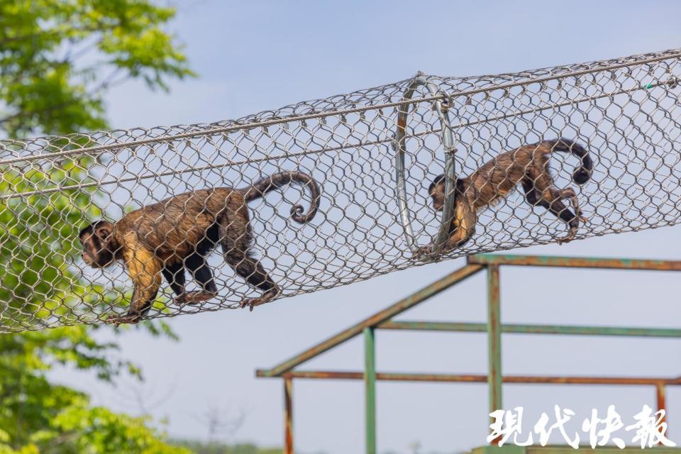 "五一小长假，无锡动物园等你一起畅游！白虎宝宝‘奔现’等你来约会！"