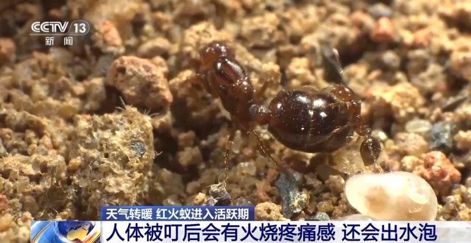 "红火蚁：超小体型却隐藏巨大破坏力，影响农林生态和人体健康"