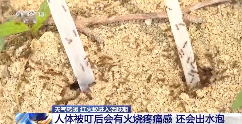 "红火蚁：超小体型却隐藏巨大破坏力，影响农林生态和人体健康"