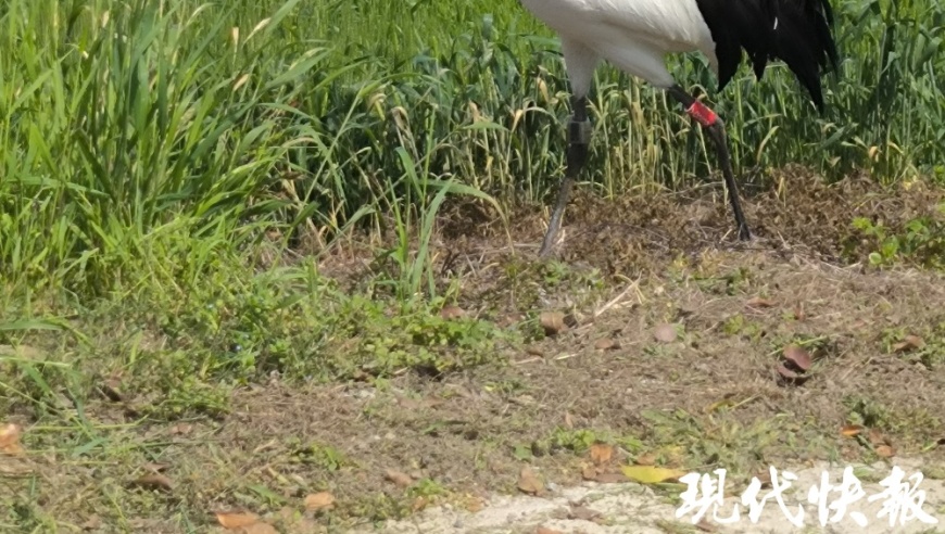 专家提示：关于丹顶鹤换羽的正确方法

金秋时节，一只丹顶鹤落在麦田，究竟该如何让它重新振翅翱翔呢？请看专家的专业解读！

换个角度，看如何提升丹顶鹤的生存能力——换羽指南

面对困境中的丹顶鹤，该如何给它提供正确的治疗和帮助？阅读专家文章，或许能找到答案！

请记住，每一个生命的成长都离不开专业指导。对于丹顶鹤而言，换羽就是它们人生的一个重要里程碑。让我们一起关注并参与这个过程！

疾风知劲草，当丹顶鹤面临换羽问题时，我们应给予足够的关爱和支持，帮助它顺利度过难关。

一只丹顶鹤在麦田中陷入困境，这是我们需要关注和解决的问题。掌握换羽技巧，让这只鹤重新飞翔于蓝天白云之间！