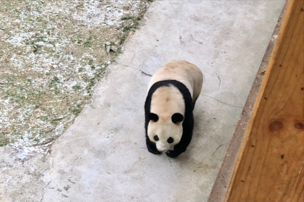 "大熊猫丫丫回国一周年：国宝的重生与翻新挑战"