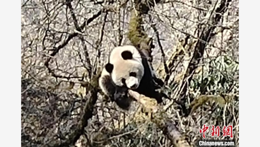 好奇的野调队员在卧龙区偶遇三只野生大熊猫，真实再现大自然的魅力