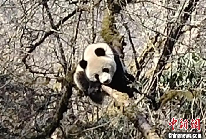 "好奇的野调队员在卧龙区偶遇三只野生大熊猫，真实再现大自然的魅力"