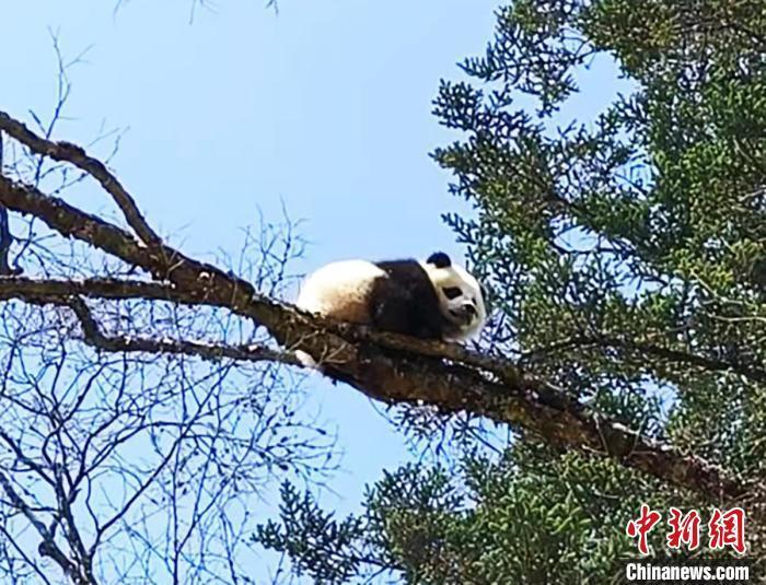 "好奇的野调队员在卧龙区偶遇三只野生大熊猫，真实再现大自然的魅力"