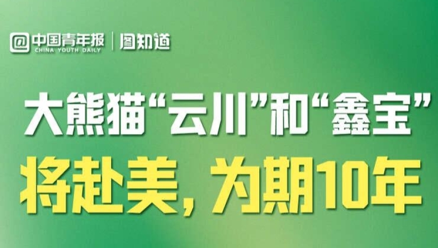 大熊猫云川鑫宝即将启程，访美之旅备受期待！