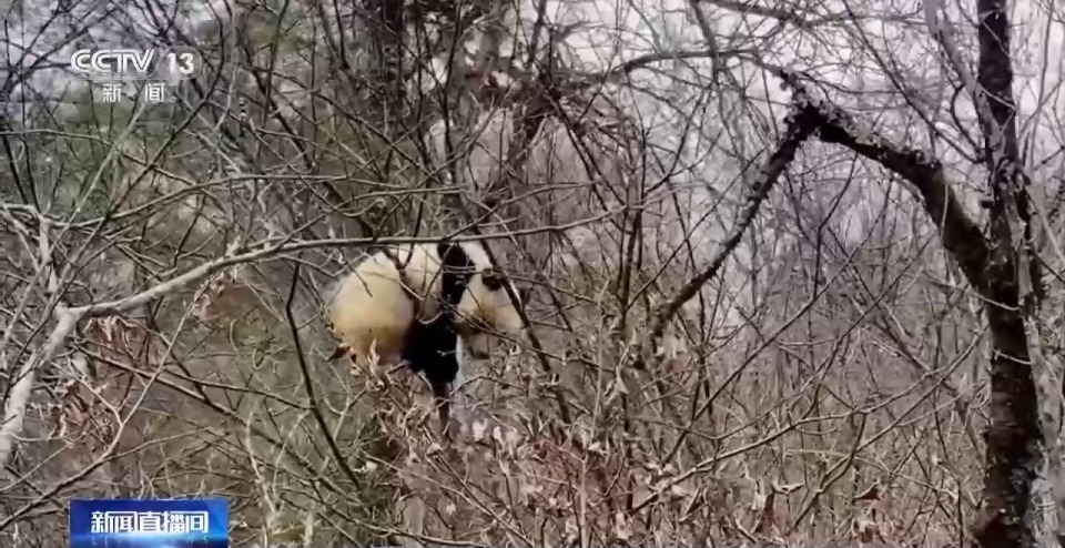 "奇趣横生，探寻大熊猫栖息地：一次与大自然亲密接触的机会！"