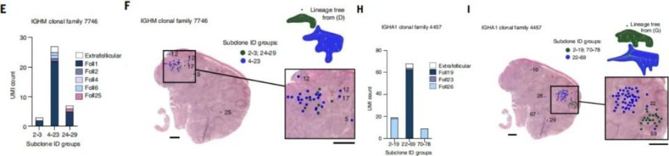 "精准解读免疫系统调控：新型空间转录组学技术揭示新的推断及疾病预测潜力"