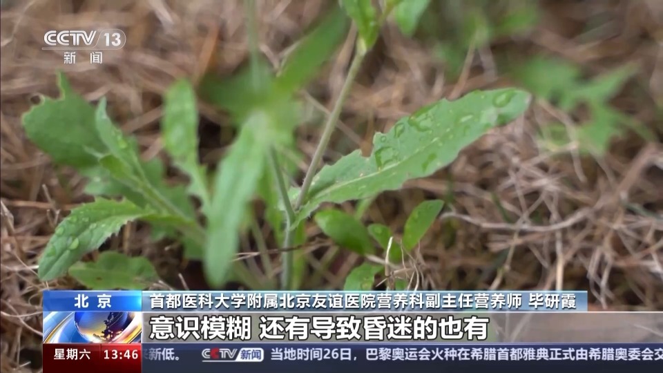 "一周吃荠菜导致呕吐，慎防吃“险”食物"