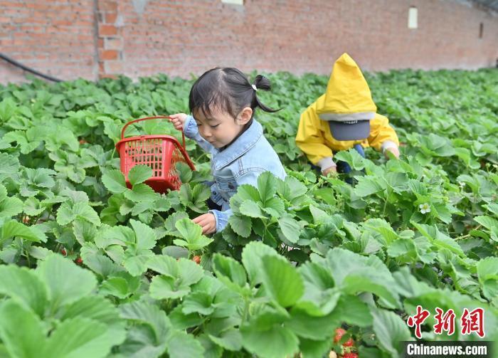 "长春小宝宝探索农村农田：农业知识与实践的完美结合"