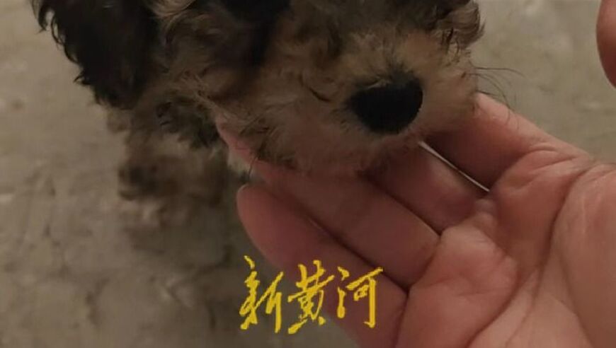 韵达快递：网购病犬被非法运输，女子投诉无门