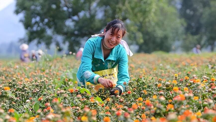 5月全国中药价格同比上涨4.8%，背后的原因解析及影响解读