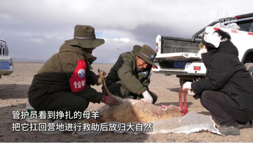 神奇动物在西藏：羌塘野生动物管护员的救助行动

或者

守护生命：羌塘野生动物管护员用实际行动拯救藏羚羊