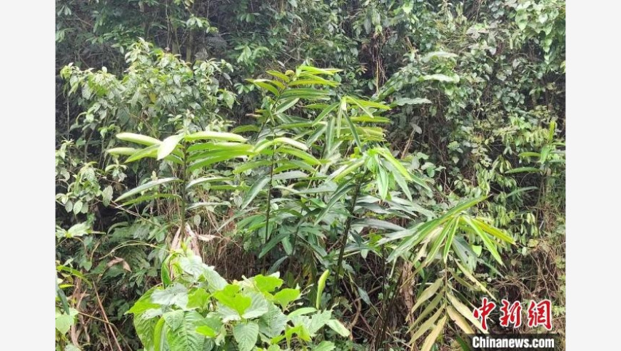 云南发现珍贵极小种群物种茴香砂仁：五个独特居住群，数量超过200株