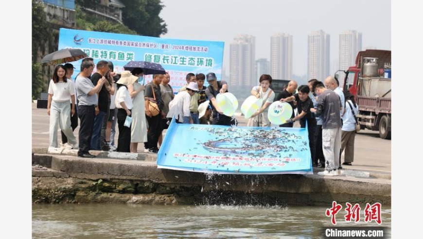 重庆开启珍稀鱼类放流活动，为长江注入生命力！