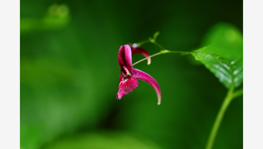 四川迎来全新凤仙花属植物：重大突破，引人瞩目！