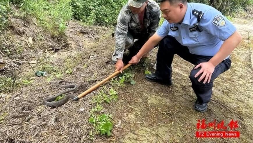 有效应对夏季毒蛇咬伤：及时注射抗蛇毒血清至关重要