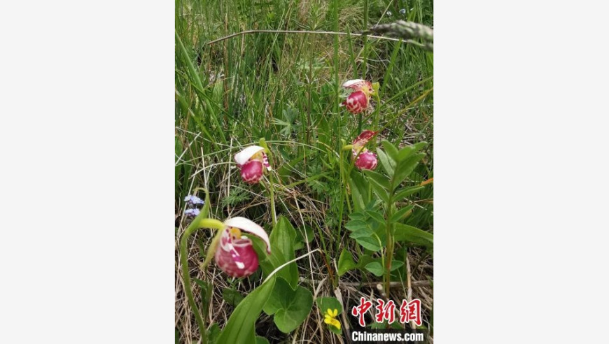 紫点杓兰大范围初次在河北省小五台山地区首次发现了珍贵的紫点杓兰，种群数量庞大且潜在价值高