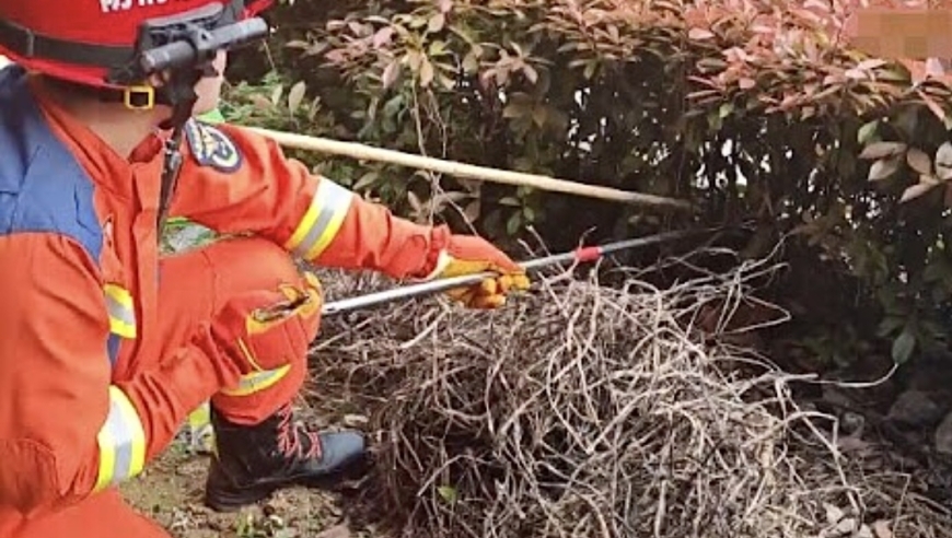 云南养蜂场惊现眼镜王蛇与30枚卵：雌蛇化身护娃狂魔，你知道有多可怕吗?