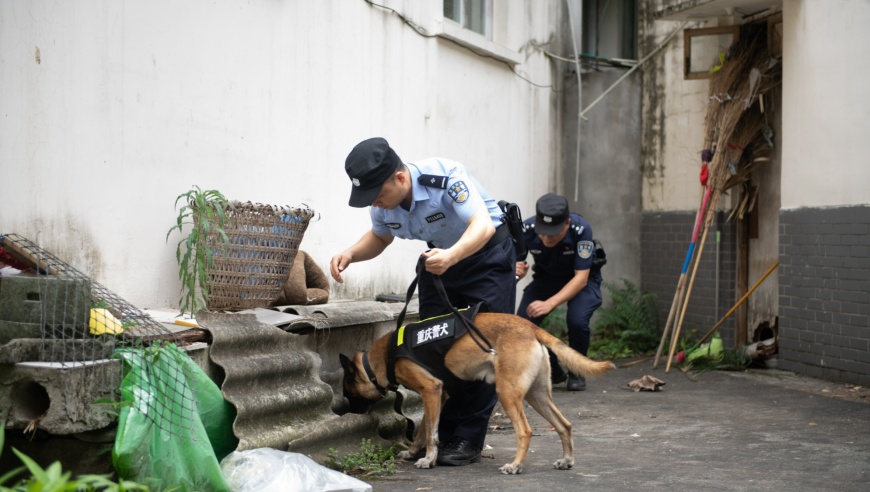 重庆北碚公安局：全面强化警犬实战化训练，提升警察工作效率与安全防护能力