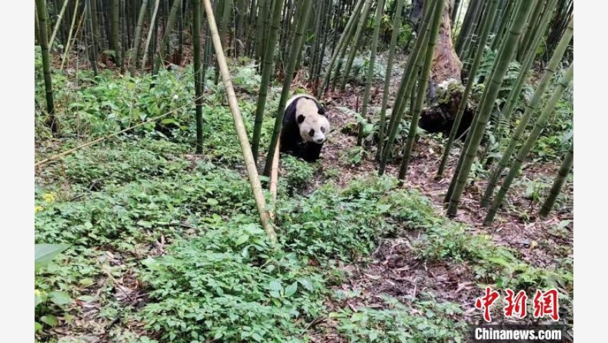 四川宝兴：野生大熊猫连续三天在同一片竹林觅食的罕见景象被捕捉并发布到社交媒体上，引起广泛关注。