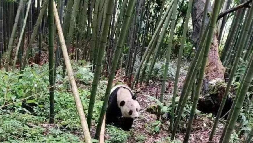 雅安宝兴村民意外发现野生大熊猫，村民们惊喜地将其记录在册，宛如上班打卡一般规律生活